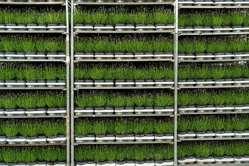 Horticultural company, lavender plants, in flower pots, outdoors, are packed for transport to the customer, North Rhine-Westphalia, Germany, Europe