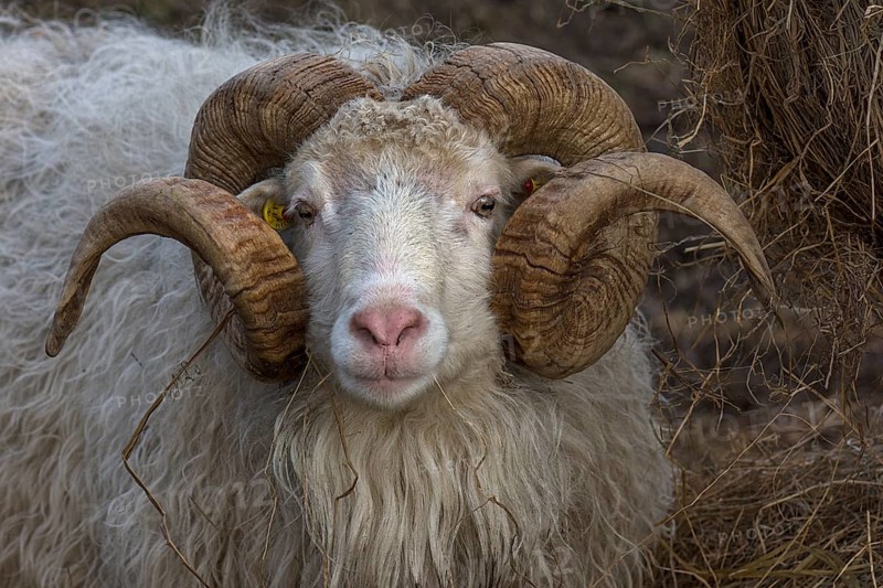 Portrait of a male moorland snook with horn (Ovis aries), Rehna, Mecklenburg-Western Pomerania, Germany, Europe