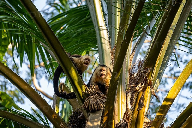White-headed capuchin (Cebus capucinus) in a palm tree, Osa, Costa Rica, Central America
