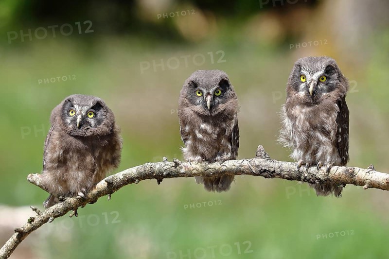 Tengmalm's owl (Aegolius funereus), three branchlings sitting on a larch branch waiting to be fed, North Rhine-Westphalia