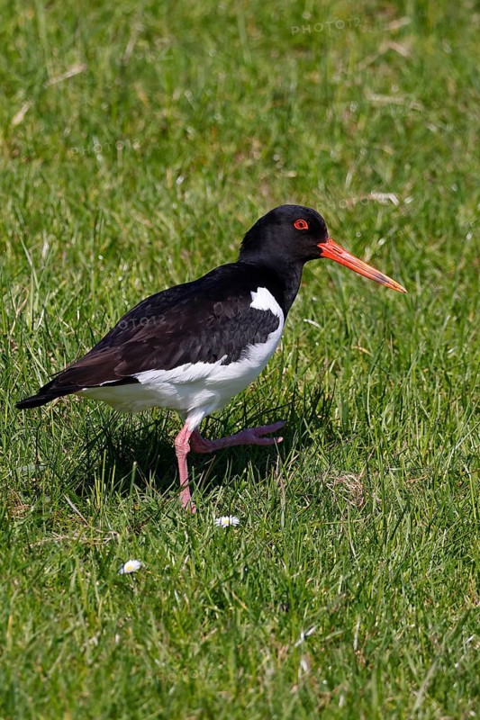 Oystercatcher (Haematopus ostralegus) walking on a dyke, UNESCO World Heritage Site, Schleswig-Holstein Wadden Sea National Park, North Sea coast, Schleswig-Holstein, Germany, Europe