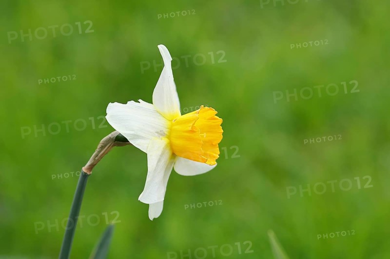 Close-up of the white Poet's Daffodil variety (Narcissus cyclamineus) Jack Snipe with central yellow corona in spring bloom, Wilnsdorf, North Rhine-Westphalia, Germany, Europe