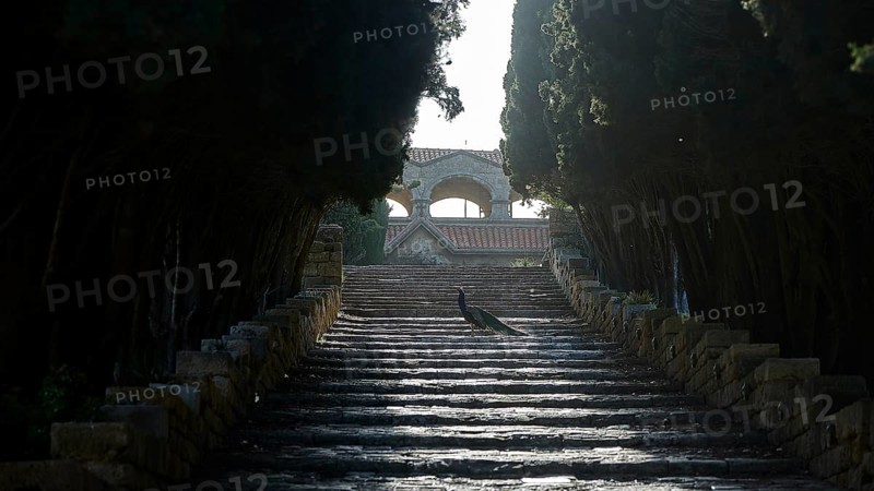 Stone steps, surrounded by tall trees, leading to a building, a peafowl (pavo) in the centre, Filerimos, hill not far from Rhodes town, Ancient State of Ialyssos, Rhodes, Dodecanese, Greek Islands, Greece, Europe