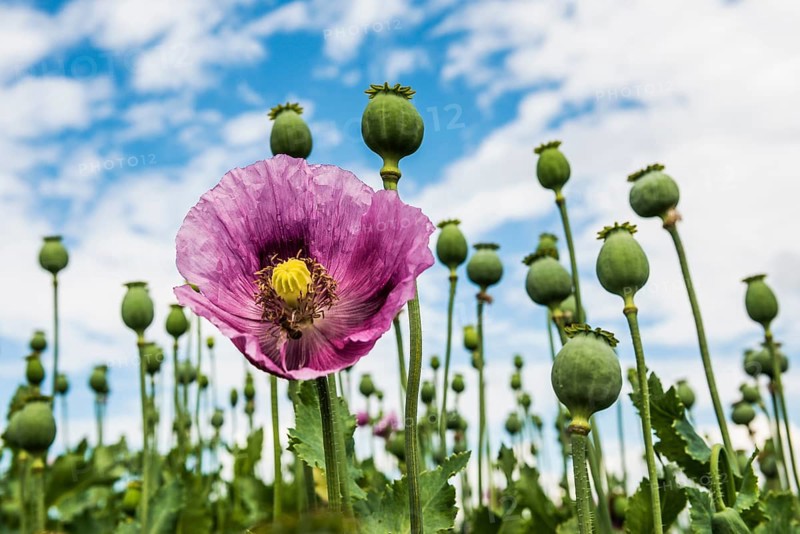 Opium poppy (Papaver somniferum), opium poppy field, Erlenbach, near Heilbronn, Baden-Württemberg, Germany, Europe