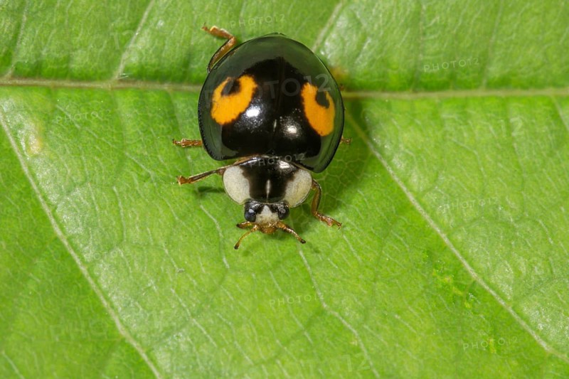 Macro photograph of a asian lady beetle (Harmonia axyridis) on a leaf, black elytra with orange dots, Baden-Württemberg, Germany, Europe