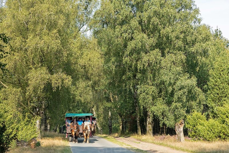Horse-drawn carriage, trees, carriage ride near Wilsede, Bispingen, Lüneburg Heath, Lower Saxony, Germany, Europe