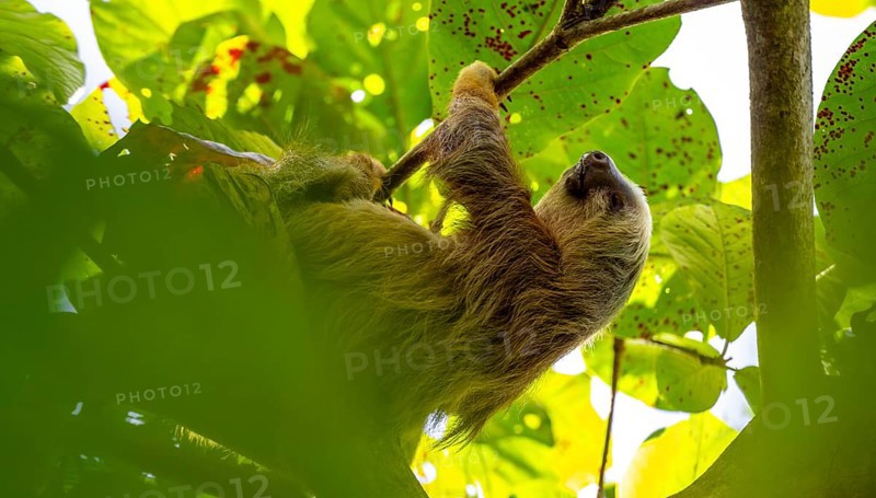 Hoffmann's two-toed sloth (Choloepus hoffmanni) on a branch, Cahuita National Park, Costa Rica, Central America