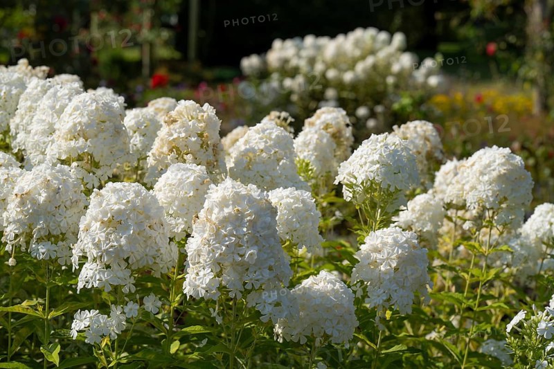 Common viburnum (Viburnum opulus), North Rhine-Westphalia, Germany, Europe