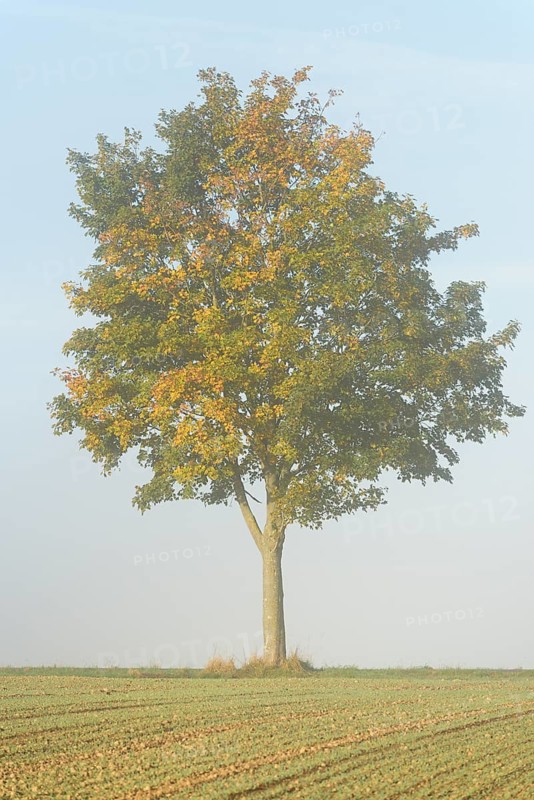 Deciduous tree, maple (Acer) with autumn leaves at the edge of a field in the fog, North Rhine-Westphalia, Germany, Europe