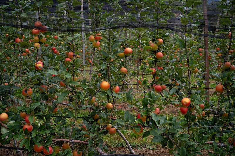 Golden Delicious apple variety, apple orchard, fruit orchard, agriculture, agribusiness, Schenna, Scena, South Tyrol, Autonomous Province of Bolzano, Italy, Europe