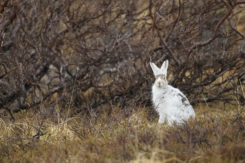 Mountain hare (Lepus timidus) in white winter fur in the tundra, Lapland, Northern Norway, Norway, Scandinavia, Europe