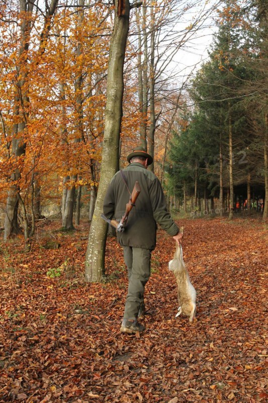 Hunter, in a colourful autumnal forest with a hare (Lepus europaeus) on the way to the assembly point, Lower Austria, Austria, Europe