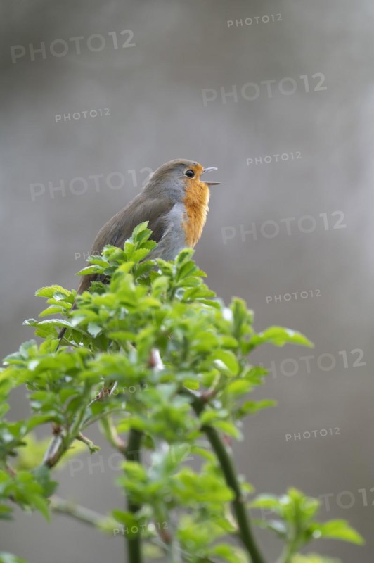 European robin (Erithacus rubecula) on a curved branch with freshly sprouted green leaves in spring, looking to the right and chirping, background light blurred, Rombergpark, Dortmund, Ruhr area, Germany, Europe