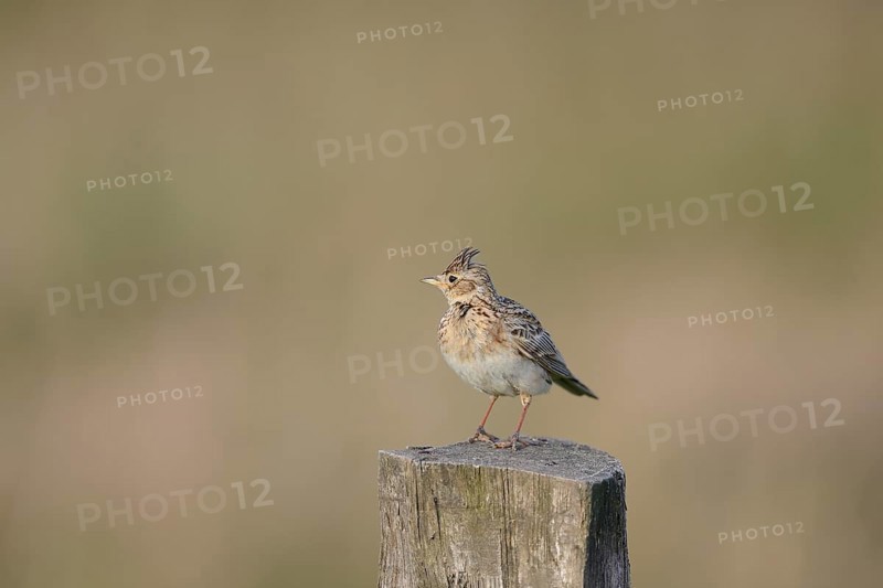 Eurasian skylark (Alauda arvensis) sitting on a pole, Lower Rhine, North Rhine-Westphalia, Germany, Europe