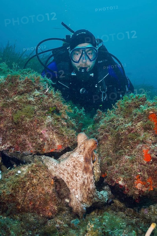 A diver underwater observing a Common Octopus (Octopus vulgaris), common octopus, among rocks and algae. Dive site Marine reserve Cap de Creus, Rosas, Costa Brava, Spain, Mediterranean Sea, Europe