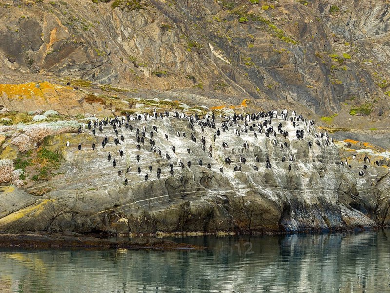 Cormorants (Leucocarbo atriceps) Blue-eyed Cormorant colony on rocks by the water, Patagonia, Chile, South America