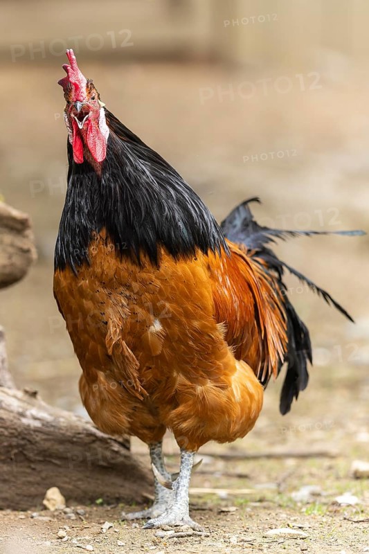A proud rooster with brown feathers and a black neck stands on a farm and crows, Vorwerkuhn, rooster