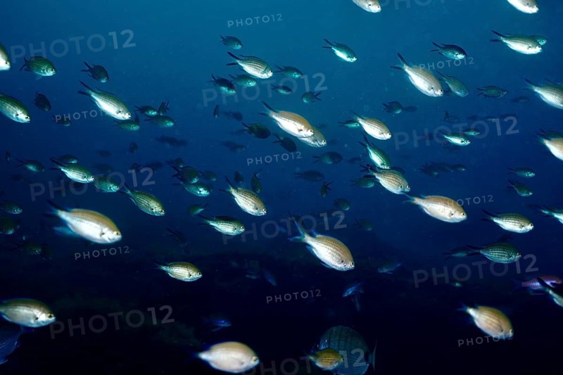 Underwater photo of a school, school of fish, monk fish (Chromis chromis) in the deep blue sea. Dive site Marine reserve Cap de Creus, Rosas, Costa Brava, Spain, Mediterranean Sea, Europe