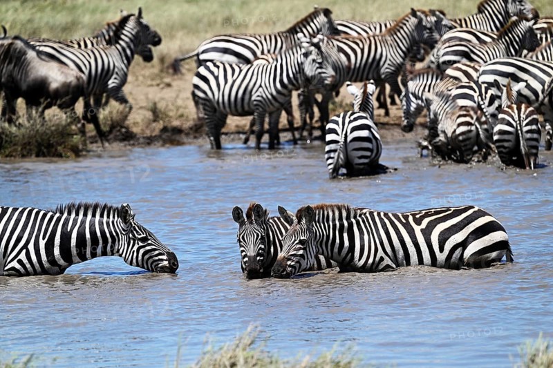 Zebras (Equus burchelli) and blue wildebeests (Connochaetes taurinus) by the pond, Serengeti National Park, Tanzania, Africa