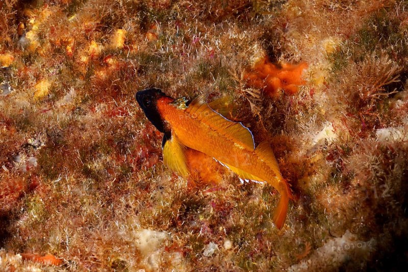 Black-faced blenny (Tripterygion), colouring during mating season, swimming above the algae. Dive site Marine reserve Cap de Creus, Rosas, Costa Brava, Spain, Mediterranean Sea, Europe