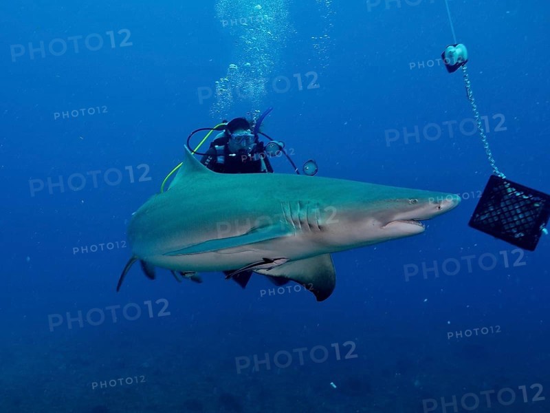 A lemon shark (Negaprion brevirostris) approaches the bait box, observed by a diver. Dive site Lemon Drop, Jupiter, Florida, USA, North America