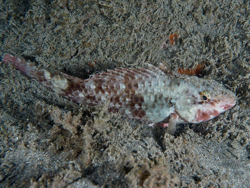 A grey-brown patterned Mediterranean parrotfish (Sparisoma cretense) sleeps on the sandy seabed at night. Dive site Playa, Los Cristianos, Tenerife, Canary Islands, Spain, Europe