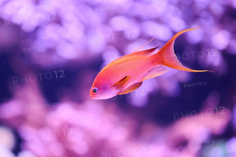 Sea goldie (Pseudanthias squamipinnis) in a aquarium, captive, Germany, Europe