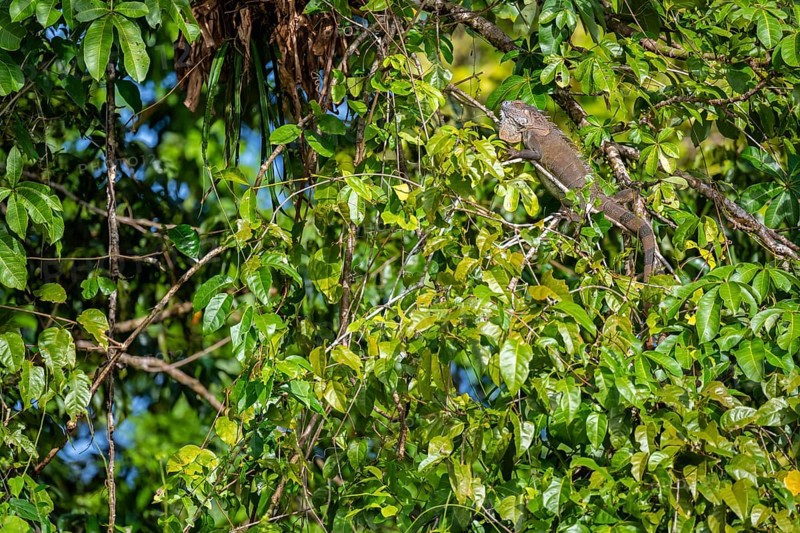 Green iguana (Iguana iguana) in a tree, Tortuguero National Park, Costa Rica, Central America