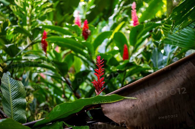Red ginger, Plant, Details in the jungle, Dense vegetation, Tortuguero National Park, Costa Rica, Central America