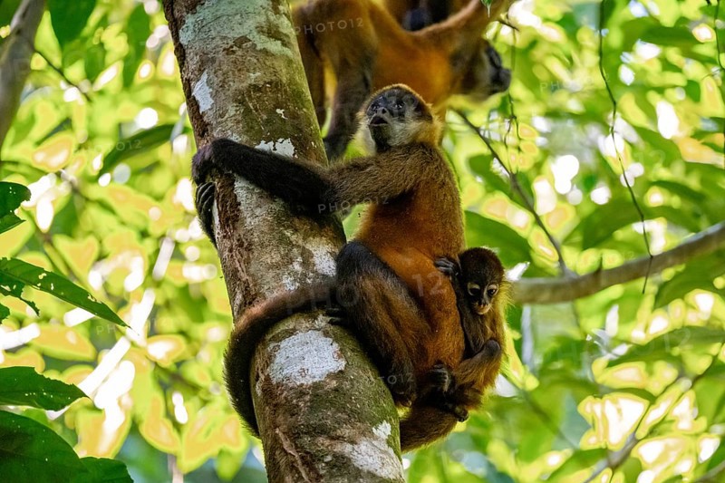 Geoffroy's spider monkey (Ateles geoffroyi) with juvenile climbing a tree in the jungle, Tortuguero National Park, Costa Rica, Central America