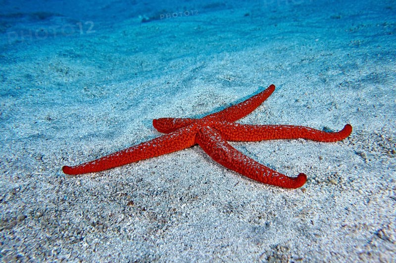 A mediterranean red sea star (Echinaster sepositus) spreads out on the sandy substrate. Dive site Bufadero, Palm Mar, Tenerife, Canary Islands, Spain, Europe