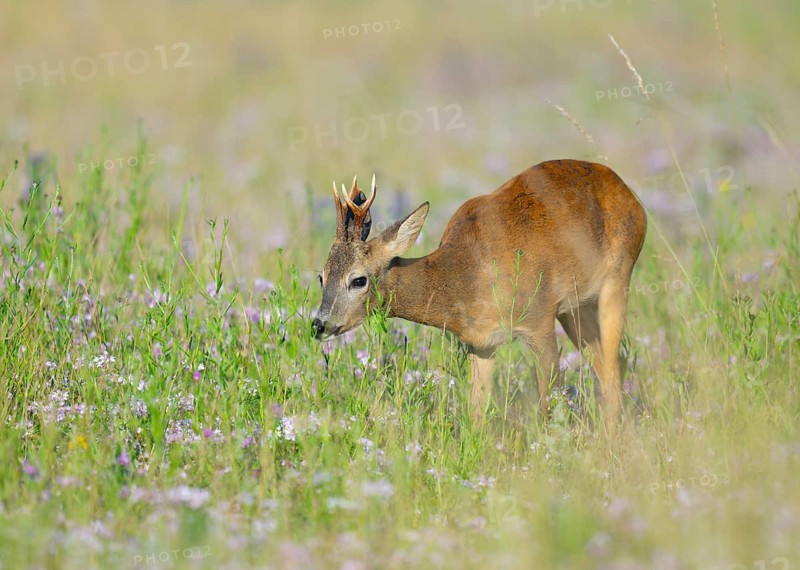 Roe deer (Capreolus capreolus), roebuck standing in a colourful spring meadow with clover (Trifolium) and sniffing at a plant, wildlife, Thuringia, Germany, Europe