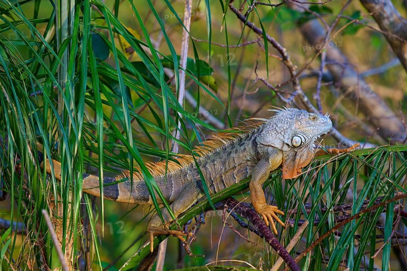 Common green iguana (Iguana iguana), Wakodahatchee Wetlands, Delray Beach, Florida, USA, North America