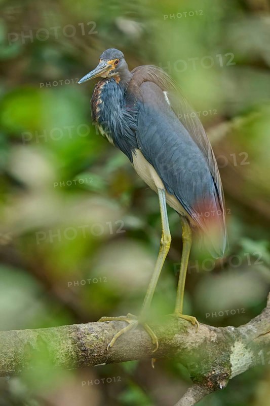 Tricoloured Heron (Egretta tricolor), sitting on a branch, spring, Wakodahatchee Wetlands, Delray Beach, Florida, USA, North America