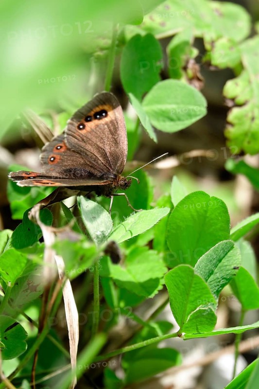 Scotch Argus (Erebia aethiops), August, Bavaria, Germany, Europe