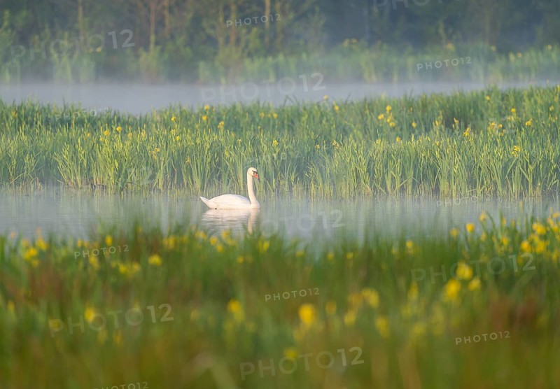 Mute swan (Cygnus olor) swimming on a pond in a wetland, blurred yellow flowers of the marsh iris (Iris pseudacorus), morning mist, Thuringia, Germany, Europe