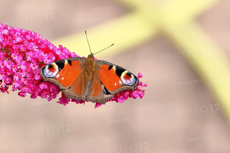 Peacock butterfly (Inachis io) sucking nectar on butterfly bush (Buddleja davidii), butterfly bush, in a natural environment in the wild, wildlife, insects, butterflies, butterflies, Siegerland, North Rhine-Westphalia, Germany, Europe
