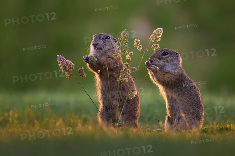 European ground squirrel (Spermophilus citellus) looking for food, eating grass seeds, curious and interested, backlight, sidelight, sunlight, steppe area, ground dweller, Kiskunsag National Park, Hungary, Europe
