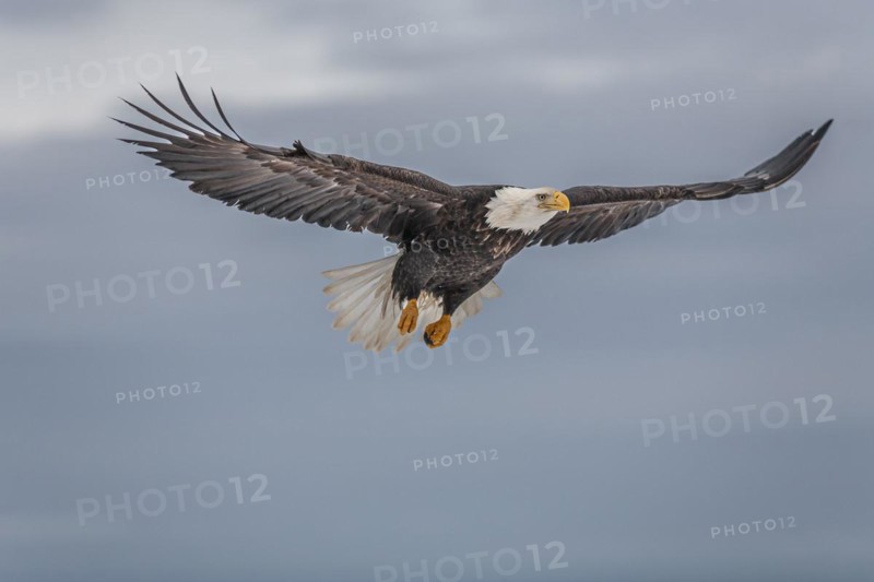 Bald eagle, Haliaeetus leucocephalus, flying, adult, winter, Homer, Alaska, USA, North America