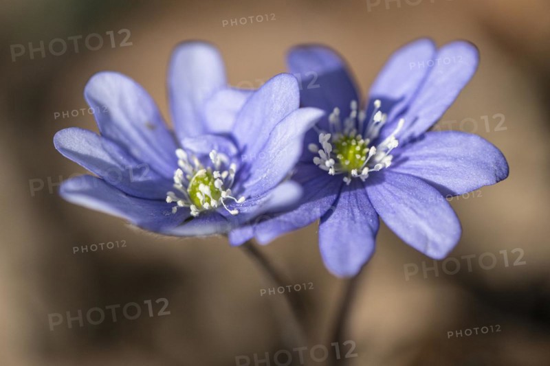 Liverwort (Hepatica nobilis), North Rhine-Westphalia, Germany, Europe