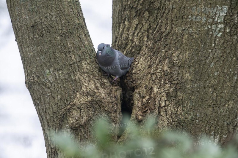 Stock Dove (Columba oenas), Emsland, Lower Saxony, Germany, Europe