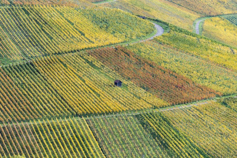 Vineyards in autumn, Rotenberg, Stuttgart, Baden-Württemberg, Germany, Europe