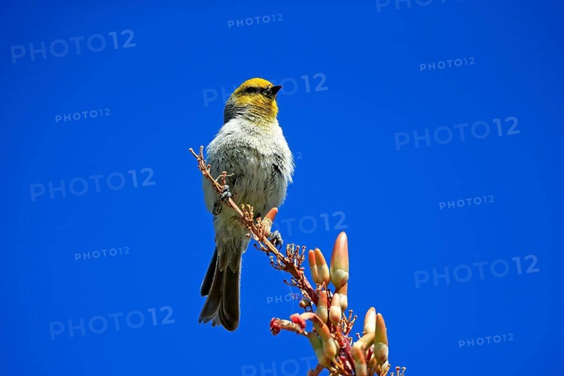 Golden-headed Penduline Tit, (Auriparus flaviceps), adult, on wait, on Ocotillo, singing, Sonoran Desert, Arizona, North America, USA, North America
