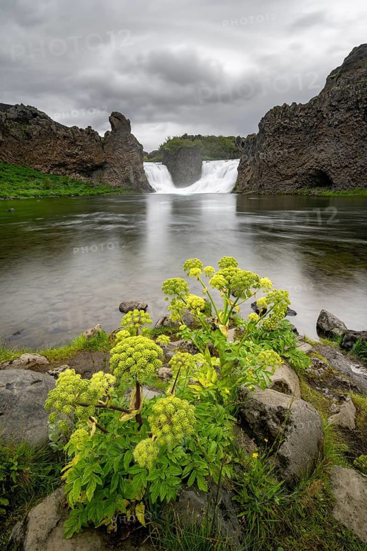 Flowers at Hjálparfoss waterfall between basalt rocks, Sudurland, Iceland, Europe