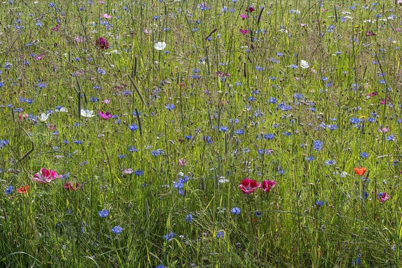 Flower meadow with cornflowers (Centaurea cyanea) and cosmos (Cosmos), Emsland, Lower Saxony, Germany, Europe