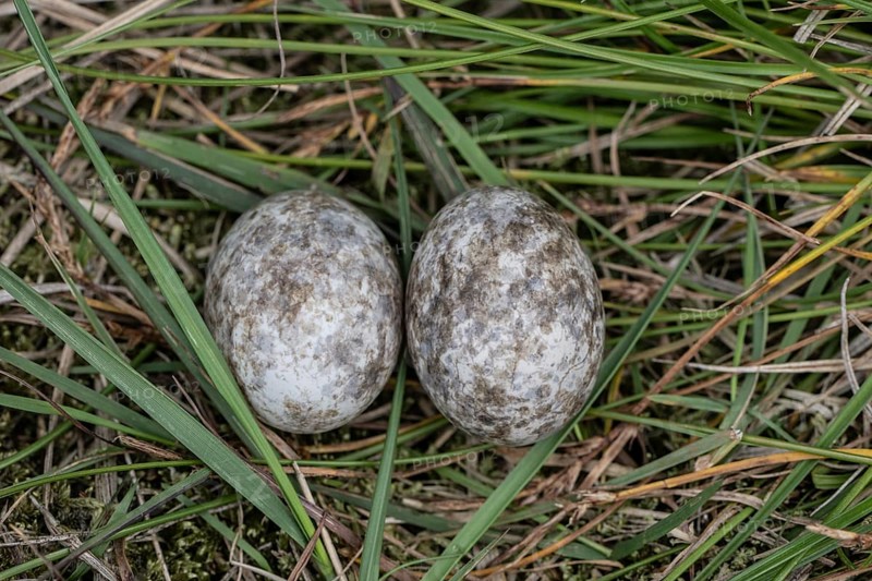 Nests of nightjars (Caprimulgus europaeus), Emsland, Lower Saxony, Germany, Europe