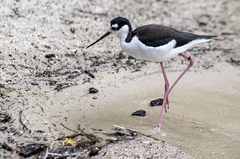Black-winged Stilt (Himantopus himantopus), Walsrode Bird Park, Lower Saxony, Germany, Europe