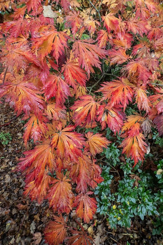 Aconite-leaved maple (Acer japonicum Aconitifolium) in autumn foliage, Emsland, Lower Saxony, Germany, Europe