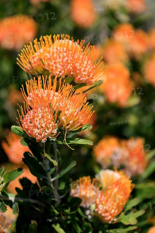 Pincushion protea (Protea Leucospermum erubescens), flower, flowering, silver tree plant, Kirstenbosch Botanical Gardens, Cape Town, South Africa, Africa