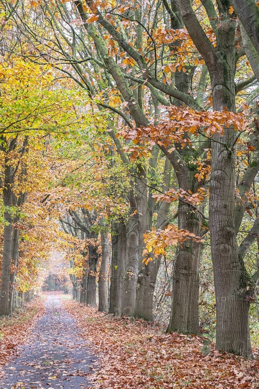 Red oaks (Quercus ruber) in autumn leaves by the roadside, Emsland, Lower Saxony, Germany, Europe